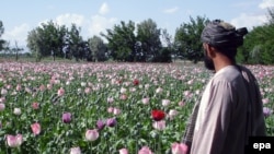An Afghan farmer checks his poppy fields in Kandahar.