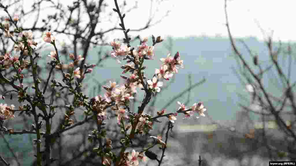 Как цветет миндаль в Севастополе – смотрите в фотогалерее