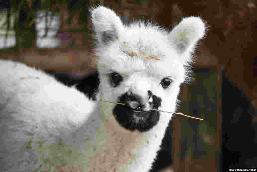 Детеныш альпаки в Парке миниатюр в Бахчисарае. Ему дали кличку Стоп Коронавирус из-за необычного окраса – темного пятна на мордочке, напоминающего защитную маску