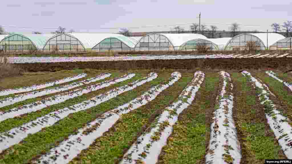 Земляничные ряды в открытом грунте в селе Червоное Сакского района. Выращивают землянику и в теплицах, первые урожаи там начнут снимать уже в апреле. Степное село Червоное раскинулось в маловодной Чеботарской балке, которую в свою очередь пересекает нынешнее шоссе Симферополь-Саки. По этому шоссе от села до райцентра Саки около 7 километров  