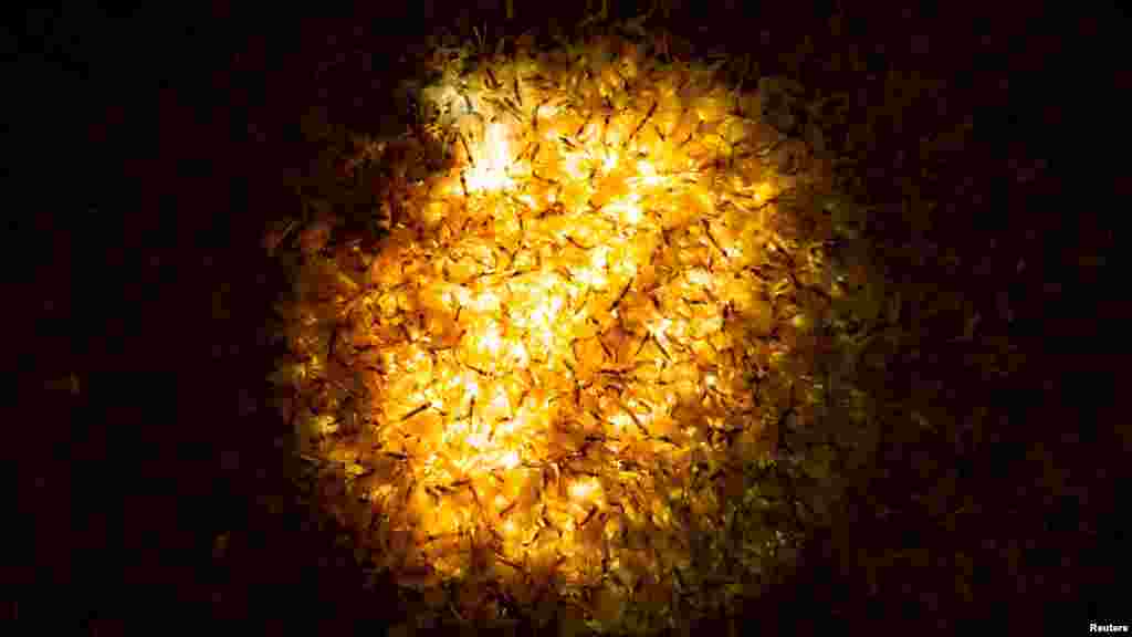 A fényszennyezés komoly veszélyt jelent számukra, mivel a mesterséges fények vonzzák őket, és a partra, vagy hidakra tévedve elpusztulnak