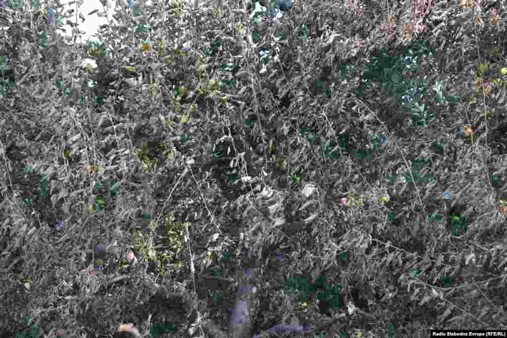 Požar je uništio i veliki broj voćnjaka u ovom dijelu oko Prespanskog jezera.