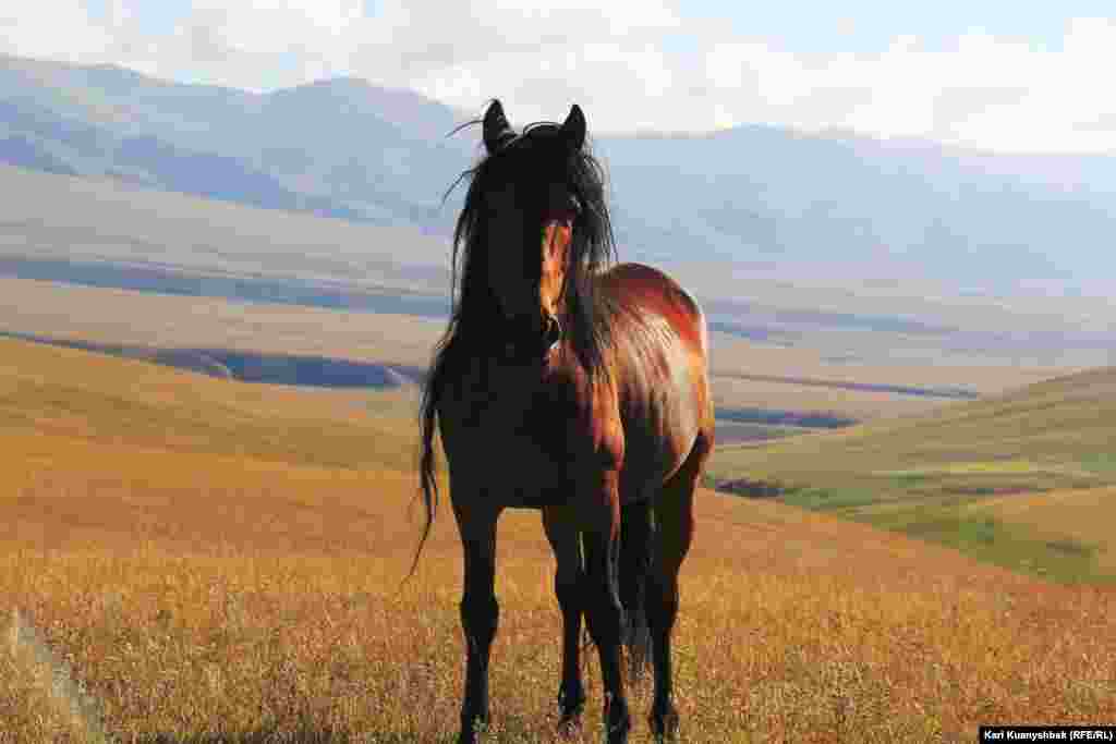 Путь до плато Ассы из Алматы – это подъем вверх, затем дорога по плоскогорью. Вдали видна дорога с высокогорного пастбища Джайлау на Бартогайское водохранилище.