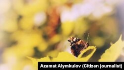 У столиці встановлено новий температурний рекорд