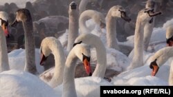 Ілюстративне фото