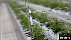 Uzgoj kanabisa u Portugalu, ilustrativna fotografija