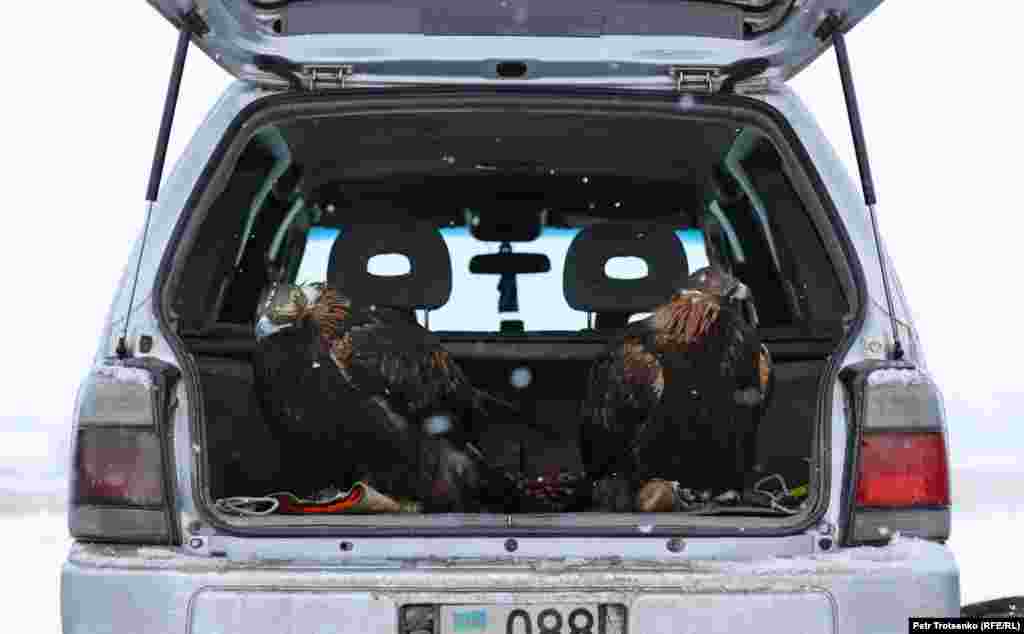 Беркути в багажнику автомобіля чекають своєї черги на турнірі беркутчі «Сонар-2020»