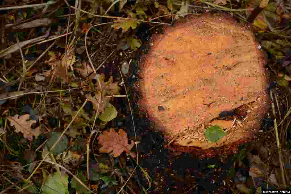 - А мы с женой здесь гулять любили, - говорит полицейский, оказавшись на площадке. – Тут такие деревья росли…