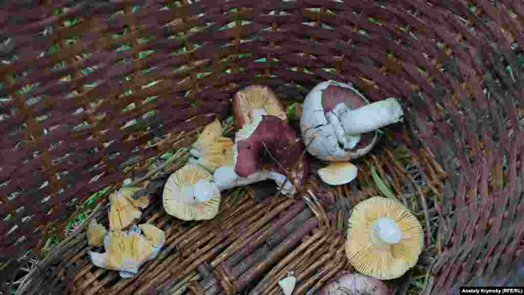 Шампиньон и сыроежки – первые трофеи «тихой охоты». В целом, в Крыму растет около 40 видов съедобных грибов