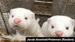 Europske vidrice koje su zaražene mutiranim korona virusom u Danskoj.