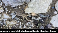 Pomor živog svijeta podno hidroelektrane "Ulog", 12. septembar 2025.