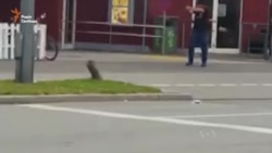 Очевидець зняв на відео стрілянину у Мюнхені Очевидець зняв на відео стрілянину у Мюнхені