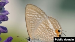 Голубянка Lampides boeticus