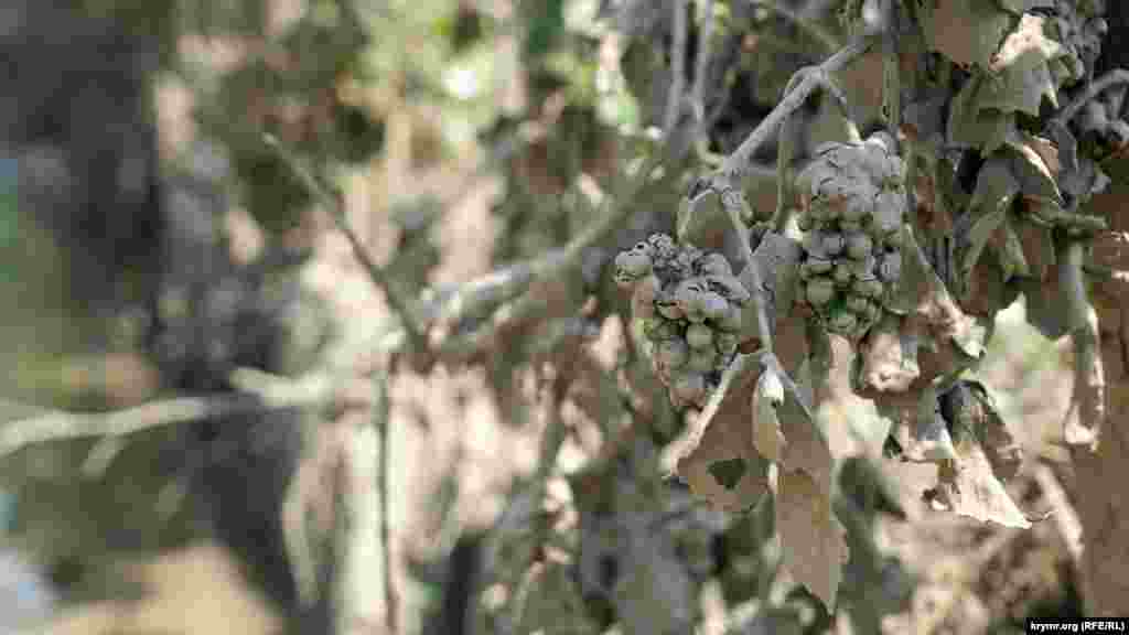 А цим кущам на протилежному боці автодороги на Алушту не пощастило – їх щільно «затинькували» ґрунтом останні зливові потоки