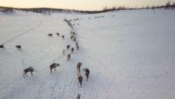 'Deca irvasa' sa krajnjeg severa Rusije 'Deca irvasa' sa krajnjeg severa Rusije