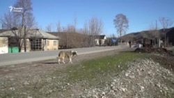 Сагони девона сабаби марги ду сокини Кӯлоб шудаанд
 Сагони девона сабаби марги ду сокини Кӯлоб шудаанд