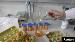 Камчатка. Яйца под подозрением