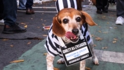 Pogrešan službeni pas Pogrešan službeni pas