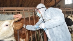 Dabaq xəstəliyinə qarşı ayrılmış 4.3 milyon AZN: Fermerlər isə deyir, vaksin vurulmayıb Dabaq xəstəliyinə qarşı ayrılmış 4.3 milyon AZN: Fermerlər isə deyir, vaksin vurulmayıb