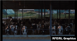 „ყვარლის ბაგის“ ძროხების ფერმა