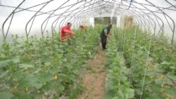 Vrijedne porodične ruke Vrijedne porodične ruke