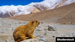 Mrmoti su i u prošlosti izazivali zaraze kugom