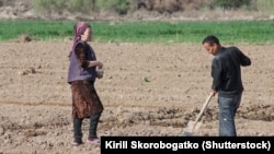 Uzbekistanski farmeri rade u polju u proljeće, u Karakalpakstanu, april 2019.