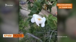 В Криму зникає підземна вода? (відео) В Криму зникає підземна вода? (відео)