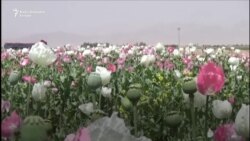 Vrijeme žetve opijumskog maka