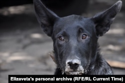 Собака Елизаветы
