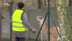 В'язниця без варти та із власним зоопарком – чеський експеримент