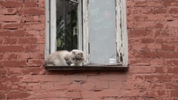 Добросовестные бездомные Добросовестные бездомные