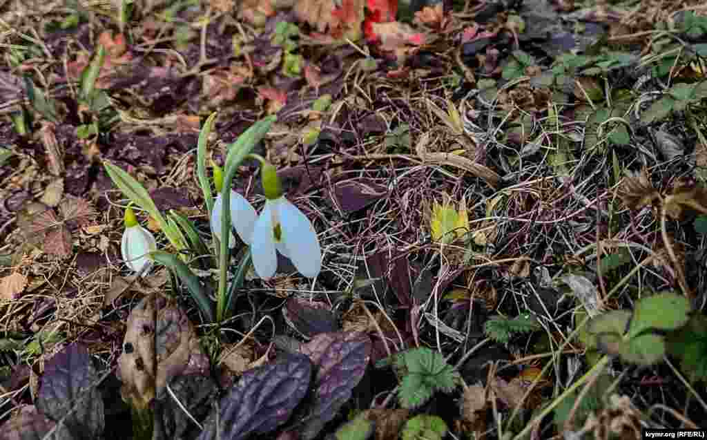 Первым среди представителей флоры ботанического сада цветение в 2025 году традиционно «открывает» подснежник