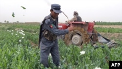 An Afghan police officer destroys a field of poppies in Afghanistan's Nade-i-Ali District of Helmand Province