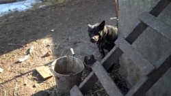 Галичанка Марія Чабан звинувачує Сталіна у знищенні її родини і майна Галичанка Марія Чабан звинувачує Сталіна у знищенні її родини і майна