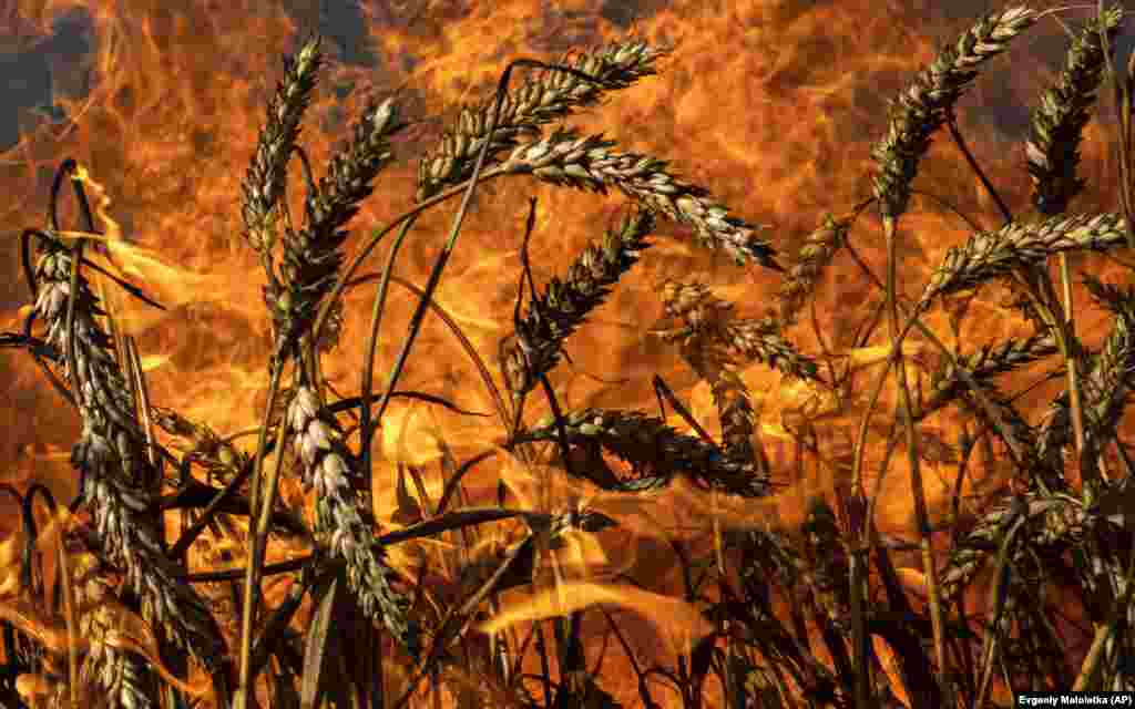 Аграрний сектор, ключова частина економіки України, також постраждав. Пожежі завдали шкоди посівам, загинула худоба, згоріли тисячі гектарів лісів, фермерам завадили завершити збір врожаю, сказав Сергій Зібцев, професор кафедри лісівництва Національного університету біоресурсів і природокористування України. «Пожежі такі масові», – сказав він, додавши, що фермери «втратили все, що збирали на зиму» 