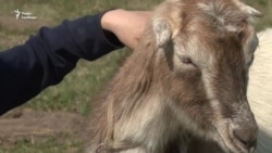 Натівські військові подарували дітям тварин для міні-ферми – відео Натівські військові подарували дітям тварин для міні-ферми – відео