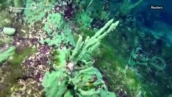 Bolesni sunđeri prete ruskom Bajkalskom jezeru Bolesni sunđeri prete ruskom Bajkalskom jezeru