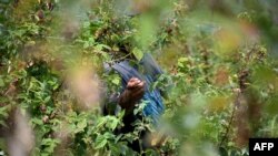 Berač voća radi na polju blizu Arilja, u zapadnoj Srbiji, 7. jula 2025.