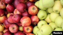 "Očekuju se izuzetno visoki prinosi", kaže Dragoja Dojčinović (na fotografiji: dvije sorte jabuke)