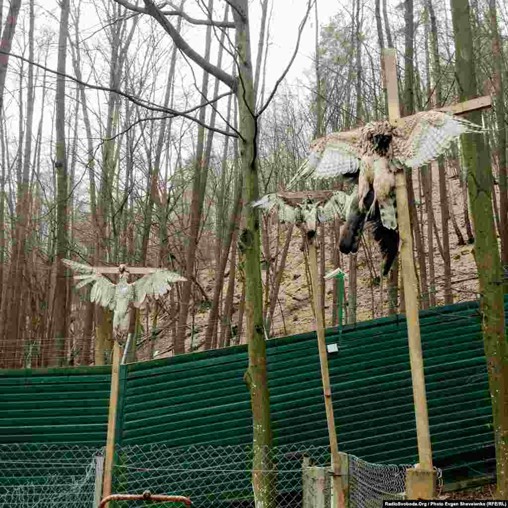 Розіп’яті птахи, виявлені на території резиденції «Межигір’я» після втечі Януковича. 22 лютого 2014 року