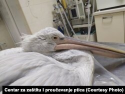 Spašeni pelikan sa Ulcinjske solane