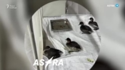 Разливы нефти под Новороссийском и в Кольском заливе