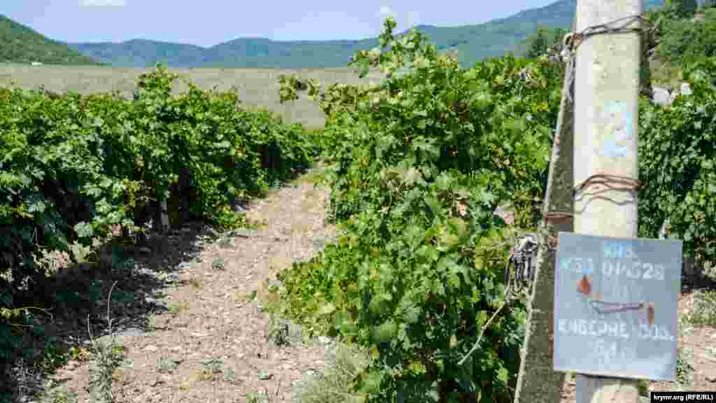 Перед греблею, на лівому березі Улу-Узень, набирають цукор сонячні ягоди винного каберне-совіньон місцевого винзаводу «Алушта». Довгий час невибагливий і стійкий сорт був найбільш поширенішим і культивованим у світі, поки в 1990 роках не з'явився сорт мерло