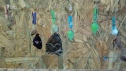 Дом бабочек и отпуск в Болгарии Дом бабочек и отпуск в Болгарии