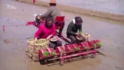 КНДР рапортує про трудові звершення в сільському господарстві і промисловості – відео КНДР рапортує про трудові звершення в сільському господарстві і промисловості – відео