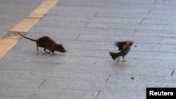 Pacov na ulicama španskog grada Ronda tokom pandemije, april 2020.