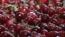 Выжить на дикоросах Выжить на дикоросах