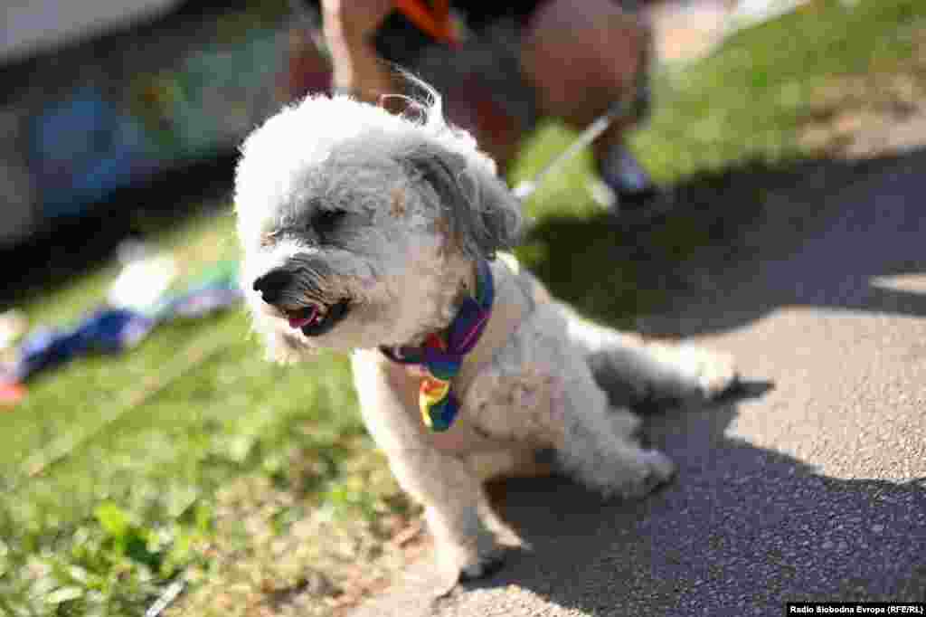 Psić sa LGBT maramom oko vrata tokom Parade ponosa u Sarajevu.