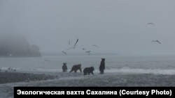 Медведи ждут рыбу на берегу моря